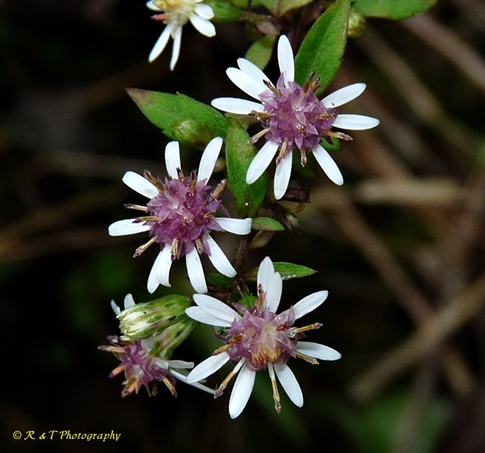 {Symphyotrichum lateriflorum}